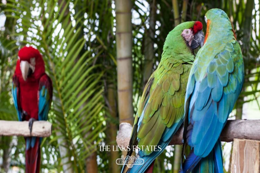 Fisher Island Aviary