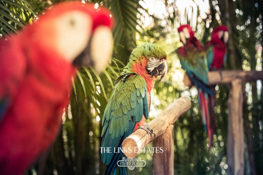 Fisher Island Parrots